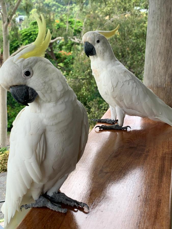 Airlie Guest House Airlie Beach Bagian luar foto